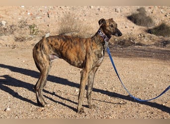 ESTEBAN-sozialer, angenehmer Hundepartner sucht sehnsüchtig liebevolles Zuhause