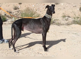 JACK- junger, beeindruckender Galgo sucht liebevolle Für-immer-Heimat