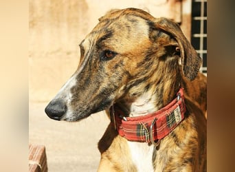 Wundervoller FITO-verspielt, menschschnfreundlich will endlich ein liebevolles Für-immer-Zuhause