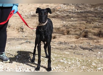 Wunderschöne MULATA-freundlich, ausgeglichen, menschenbezogen sucht ihre liebevolle Heimat