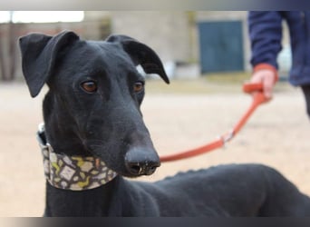 LUCERO-süsser, sanfter, lieber Galgo, offen, menschenbezogen sucht sein liebevolles Zuhause