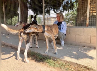 TIGER-sanfter Galgo, voller Lebensfreude und Energie, aber auch mit ruhiger Seite, verschmust, sanft