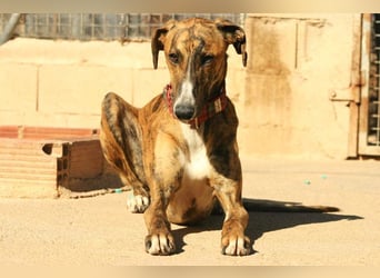 Wundervoller FITO-verspielt, menschschnfreundlich will endlich ein liebevolles Für-immer-Zuhause