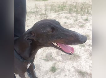 RASMIA-Lebensfreude pur sucht liebevolles, aktives Für-immer-Zuhause