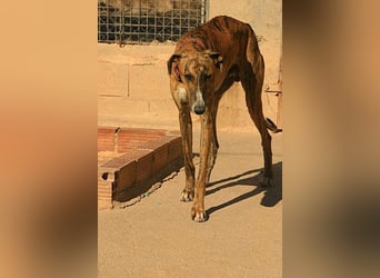 Wundervoller FITO-verspielt, menschschnfreundlich will endlich ein liebevolles Für-immer-Zuhause