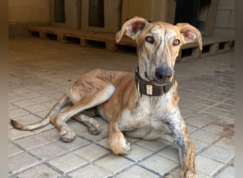 TIGER-sanfter Galgo, voller Lebensfreude und Energie, aber auch mit ruhiger Seite, verschmust, sanft