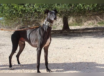 JACK- junger, beeindruckender Galgo sucht liebevolle Für-immer-Heimat