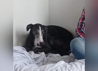 NAVARRA-schüchterne Galga auf der Suche nach Liebe und Geborgenheit