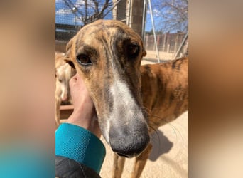 Wundervoller FITO-verspielt, menschschnfreundlich will endlich ein liebevolles Für-immer-Zuhause