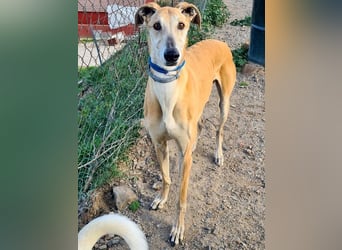 Traumgalgo CANUTO- hatte bisher eine tolle Familie, sucht leider ein neues Zuhause