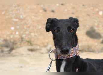 Wunderschöne ALEGRA- sensible, feinfühlige, sanfte Hundeseele sucht schönes Zuhause