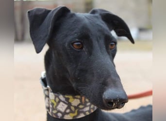 LUCERO-süsser, sanfter, lieber Galgo, offen, menschenbezogen sucht sein liebevolles Zuhause