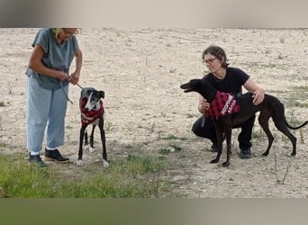 NAVARRA-schüchterne Galga auf der Suche nach Liebe und Geborgenheit