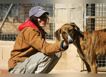 Wundervoller FITO-verspielt, menschschnfreundlich will endlich ein liebevolles Für-immer-Zuhause