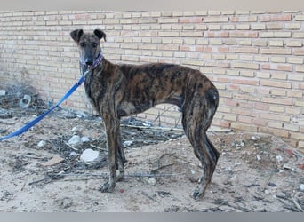 ESTEBAN-sozialer, angenehmer Hundepartner sucht sehnsüchtig liebevolles Zuhause