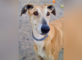 Traumgalgo CANUTO- hatte bisher eine tolle Familie, sucht leider ein neues Zuhause