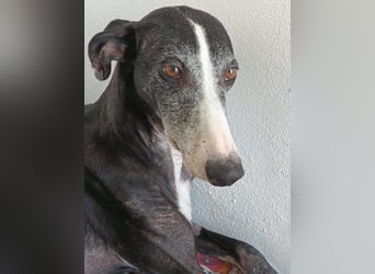 NAVARRA-schüchterne Galga auf der Suche nach Liebe und Geborgenheit