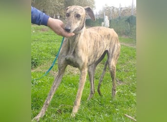 Süße CARIOCA-wartet sehnsüchtig auf ihr liebevolles Für-immer-Zuhause