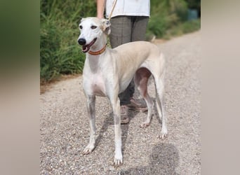 NALA - will in einer liebevollen Familie aufblühen