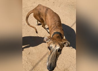 TIGER-sanfter Galgo, voller Lebensfreude und Energie, aber auch mit ruhiger Seite, verschmust, sanft
