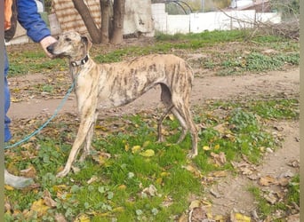 Süße CARIOCA-wartet sehnsüchtig auf ihr liebevolles Für-immer-Zuhause