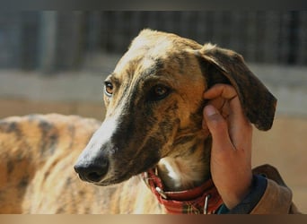 Wundervoller FITO-verspielt, menschschnfreundlich will endlich ein liebevolles Für-immer-Zuhause