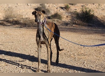 ESTEBAN-sozialer, angenehmer Hundepartner sucht sehnsüchtig liebevolles Zuhause