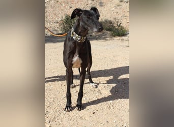 JACK- junger, beeindruckender Galgo sucht liebevolle Für-immer-Heimat