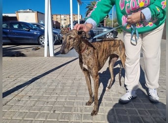 SAKIRA- ist super gesellig, hat immer gute Laune, ist sehr anhänglich.ihr fehlt nur Zuhause