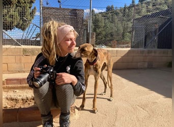 Wundervoller FITO-verspielt, menschschnfreundlich will endlich ein liebevolles Für-immer-Zuhause