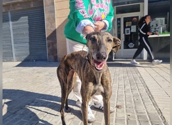 SAKIRA- ist super gesellig, hat immer gute Laune, ist sehr anhänglich.ihr fehlt nur Zuhause