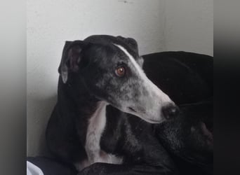 NAVARRA-schüchterne Galga auf der Suche nach Liebe und Geborgenheit