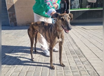 SAKIRA- ist super gesellig, hat immer gute Laune, ist sehr anhänglich.ihr fehlt nur Zuhause