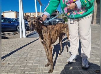 SAKIRA- ist super gesellig, hat immer gute Laune, ist sehr anhänglich.ihr fehlt nur Zuhause