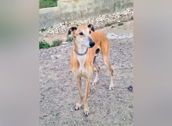 Traumgalgo CANUTO- hatte bisher eine tolle Familie, sucht leider ein neues Zuhause