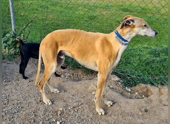 Traumgalgo CANUTO- hatte bisher eine tolle Familie, sucht leider ein neues Zuhause