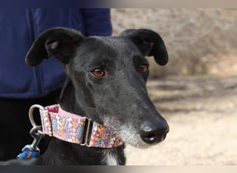Wunderschöne ALEGRA- sensible, feinfühlige, sanfte Hundeseele sucht schönes Zuhause