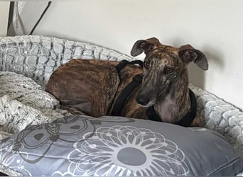 Alam wartet in 5210 Windisch, Schweiz auf dich