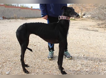 Wunderschöne ALEGRA- sensible, feinfühlige, sanfte Hundeseele sucht schönes Zuhause