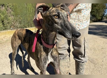 Alam wartet in 5210 Windisch, Schweiz auf dich