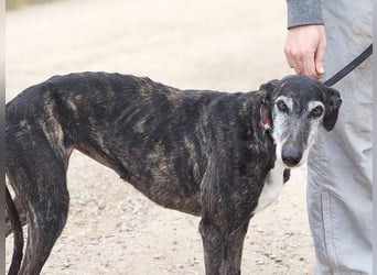 Zauberhafte LARA- sanft, überaus zutraullich erobert sie alle Herzen. Auch deines?