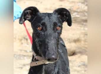 Wunderschöne MULATA-freundlich, ausgeglichen, menschenbezogen sucht ihre liebevolle Heimat