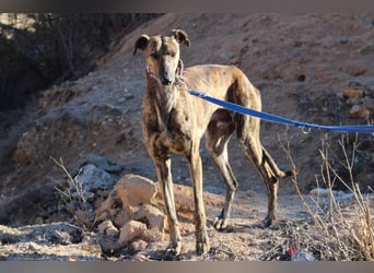 ESTEBAN-sozialer, angenehmer Hundepartner sucht sehnsüchtig liebevolles Zuhause