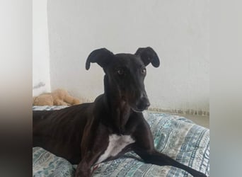 RASMIA-Lebensfreude pur sucht liebevolles, aktives Für-immer-Zuhause