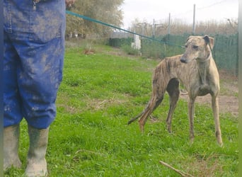 Süße CARIOCA-wartet sehnsüchtig auf ihr liebevolles Für-immer-Zuhause