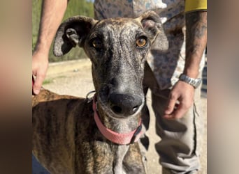 Alam wartet in 5210 Windisch, Schweiz auf dich