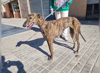 SAKIRA- ist super gesellig, hat immer gute Laune, ist sehr anhänglich.ihr fehlt nur Zuhause