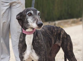 Zauberhafte LARA- sanft, überaus zutraullich erobert sie alle Herzen. Auch deines?