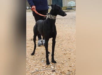 LUCERO-süsser, sanfter, lieber Galgo, offen, menschenbezogen sucht sein liebevolles Zuhause