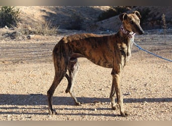 ESTEBAN-sozialer, angenehmer Hundepartner sucht sehnsüchtig liebevolles Zuhause